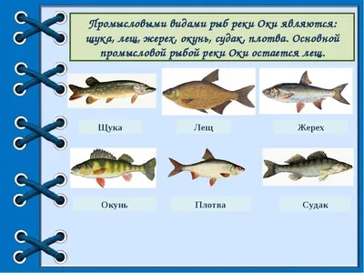 Реструктуризация гидроузлов на Дону: Что станет с рыбой? | fishcom.online