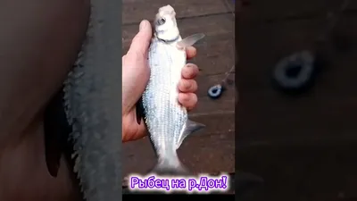 Азов: судьба царь-рыбы — Кубань Сегодня