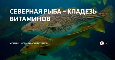 Купите рыбу севера в Ижевске в интернет магазине Дикая Рыба