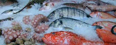 Канада, Россия, США, Норвегия и Дания должны ввести мораторий на  промышленный лов рыбы в Арктике - ТАСС