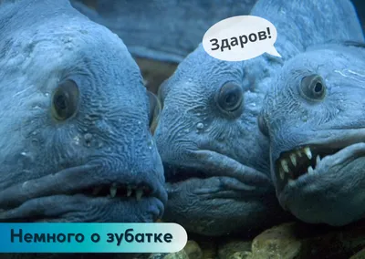 Корюшка икряная вяленая купить по выгодным ценам в Киеве, заказать Рыба  вяленая и сушеная онлайн в интернет магазине морепродуктов ribka.ua