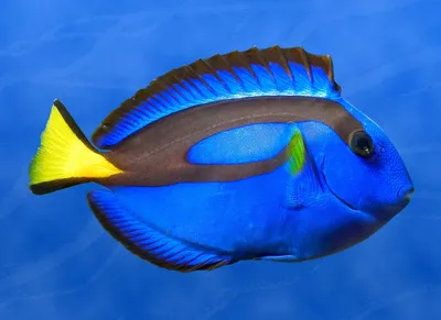 Самые красивые рыбы в мире | Мир животных | Дзен