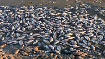Вылов лососевых рыб в дальневосточных регионах превышает показатели за  последние несколько лет и продолжает расти. На рыбопромышленном рынке  макрорегиона появляются новые инвесторы. При этом в ФАС указывают на риск  монополизации крупными игроками