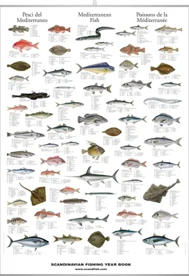 Прибрежные рыбы средиземного моря - 59 фото