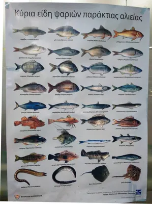 Рыбы средиземного моря - 70 фото