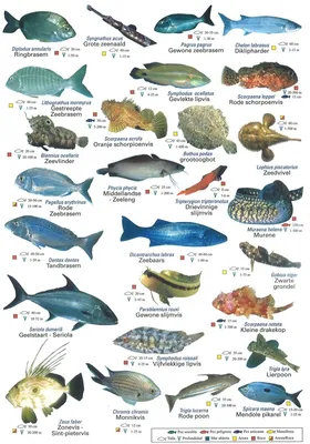 Какая рыба в Турции где можно купить и какая в отелях все включено