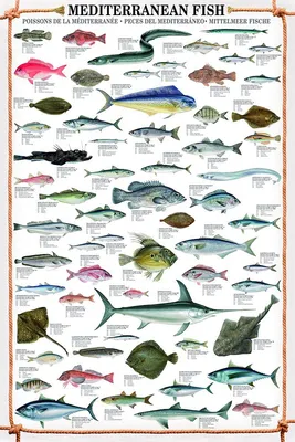 Прибрежные рыбы средиземного моря - 59 фото