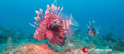 Нашествие ядовитых рыб на пляжи Турции попало на видео и удивило местных  жителей: Мир: Путешествия: Lenta.ru