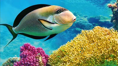 Рыбы Средиземного моря – опасные и не очень обитатели вод | MirPlaneta