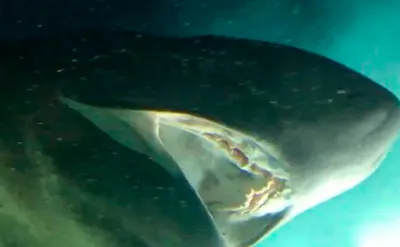 Рыба кусается в средиземном море - Маленькие рыбки кусаются в Кемер -  YouTube