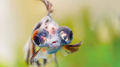 Аквариумная рыбка телескоп – пучеглазая золотая рыбка. Описание и фото  рыбки телескоп