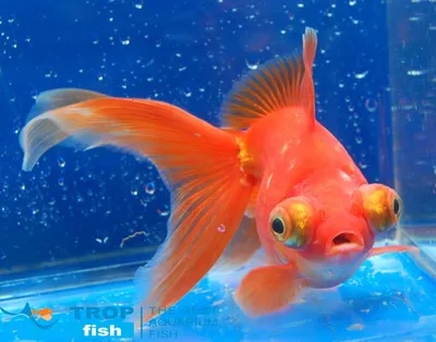 Телескоп червоний | Золоті рибки | Каталог | TropFish – Постачальник  декоративних акваріумних та ставкових риб, товарів для акваріумістики