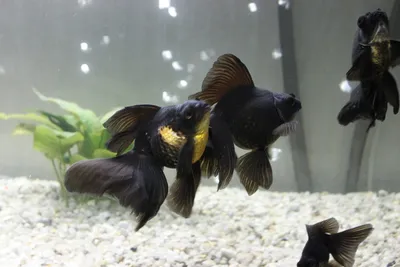 Золотая рыбка - Телескоп - «Здравствуй, моя рыбка, от-такой карась! Черный  красавец в нашем аквариуме» | отзывы