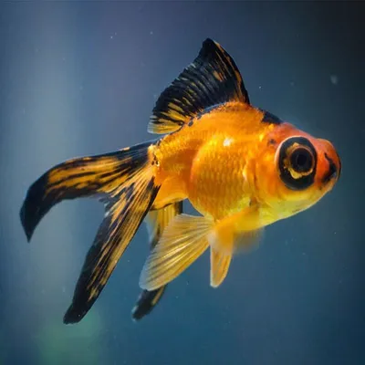 Золотые рыбки – уход и содержание, описание, размножение, фото