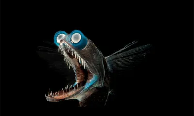 Аквариумная рыбка с большими глазами - 76 фото