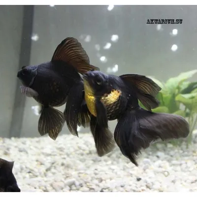 Золотая рыбка - Телескоп - «Здравствуй, моя рыбка, от-такой карась! Черный  красавец в нашем аквариуме» | отзывы
