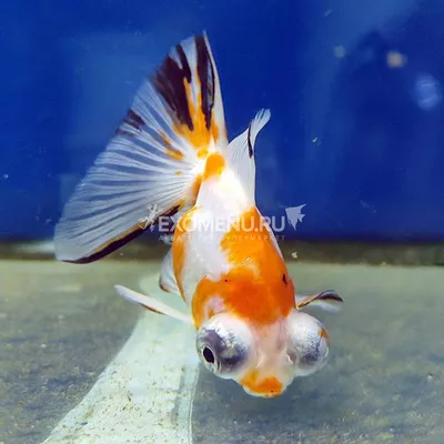 Золотая рыбка в телескоп | Премиум Фото