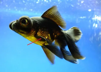 Золотая рыбка Телескоп бабочка красно-белый L (Carassius auratus) купить по  выгодной цене в интернет-магазине EXOMENU.RU