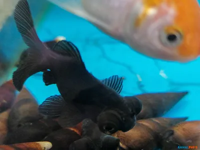 Золотая рыбка с выпученными глазами - 73 фото