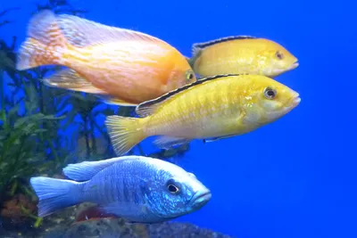 Спокойные цихлиды озера Танганьика и совместимые с ними рыбки - с кем  совместимы в одном аквариуме