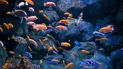 Как подсадить новых цихлид в уже имеющийся аквариум | ПАНАКФИШ аквариумные  рыбки | Дзен