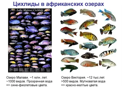 Цихлиды - интеллектуалы среди аквариумных рыб | PetZona - канал о животных  | Дзен