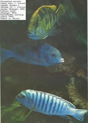 Спокойные цихлиды озера Танганьика и совместимые с ними рыбки - с кем  совместимы в одном аквариуме