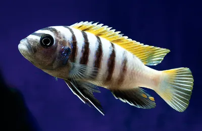 экзотическая желто-синяя рыба цихлид плывет к размытому естественному фону.  Стоковое Изображение - изображение насчитывающей малави, сообщение:  220816955