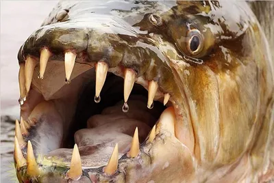 Пензенцы обсуждают в соцсетях, кто стал жертвой сушеной рыбы
