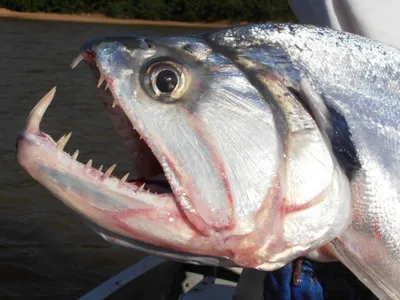 10 малоизвестных рыб-убийц | MOR-VESTI
