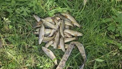 Стало известно число потребления рыбы узбекистанцами в год — видео –  Новости Узбекистана – NOVA24.UZ