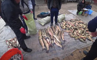 Купить: Рыба Сазан EcoFish (от 1.5кг до 2кг), вес – по самой низкой цене в  интернет-магазине г. Самарканд | Dostavo4ka.uz