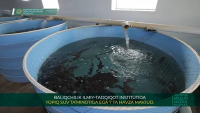 В Ташобласти охотники незаконно наловили рыбы на два миллиона сумов –  Новости Узбекистана