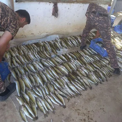 UzNews - Генпрокуратура: в Ташобласти с помощью электроудочек незаконно  выловили 6942 штук рыбы