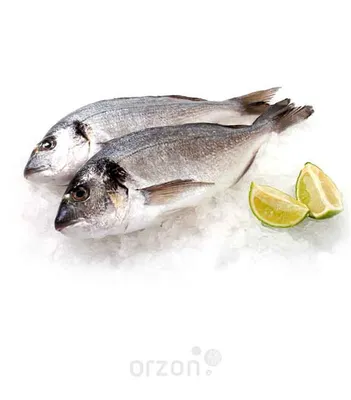 Korzinka - Прямиком из рыбоводческой фермы EcoFish - живая рыба сазан,  выращенная в экологически чистых условиях, в проточной воде. Эксклюзивно в  korzinka.uz! Сазан (от 700 г до 1 кг) - 30 990