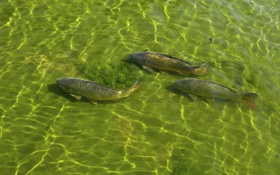 Korzinka - Живая рыба сазан от торговой марки EcoFish,... | Facebook