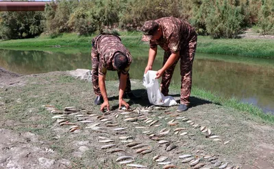 Почему у Узбекистана получится стать новой \"рыбной державой\"