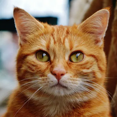 Красивый рыжий кот на улице на деревянном полу возле цветочного куста Stock  Photo | Adobe Stock