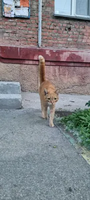 Картина Рыжий кот ᐉ Ткаченко Татьяна ᐉ онлайн-галерея Molbert.