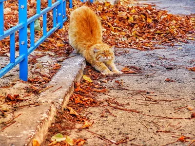 Рыжий кот осень картинки фотографии