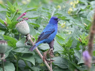 Garden Birds * Gartenvögel * Pájaros de jardín * Oiseaux d… | Flickr