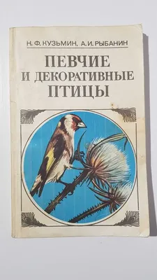 Садовые Птицы Робин Эритакус Рубекула В Дикой Природе — стоковые фотографии  и другие картинки The Wilds - iStock