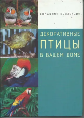 Певчие и декоративные птицы в Минске. Купить певчих птиц в Минске по низкой  цене