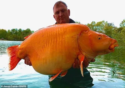 Самая большая рыба на планете | Осьмушка панталыку | Дзен