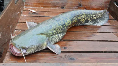 Самая большая пойманная рыба-угорь | STENA.ee