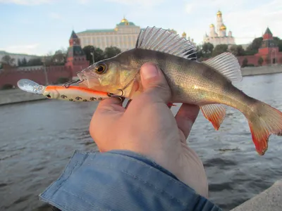 Гигантского сома выловили рыбаки в Сырдарье (фото, видео) — Новости Шымкента