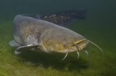 Самая большая пойманная рыба-угорь » uCrazy.ru - Источник Хорошего  Настроения