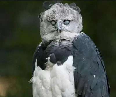 Четвертый очерк - отряд: Соколообразные Falconiformes