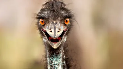 Орёл-гарпия — самая сильная птица на планете - ET | Articles