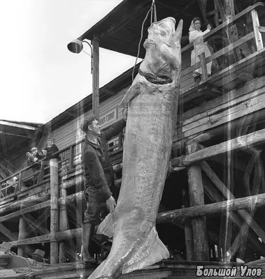 Белуга весом 1,5 тонны, самая дорогая и большая рыба России! | Большой улов  | Дзен